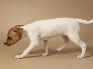 fox-terrier à poil lisse